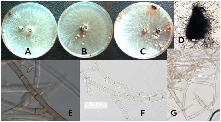 Morphological characters and variations in the hyphae of Rhizoctonia solani AG-1 IB. A: Rhizoctonia solani AG-1 IB (KACC 40107); B: B-7 isolate; C and D: Sclerotium of B-7 isolate; E: Young mycelium; F: Development of monilioid cells; G: Mature mycelium. Bars = 50 μm (E, F, G) with × 400 and 100 μm (D) with × 200.
