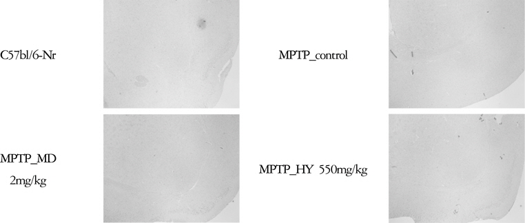 Effects of Hyangsayangwi-tang on the histological analysis of hippocampal lesion in the MPTP-induced Parkinson's disease (PD) mouse.