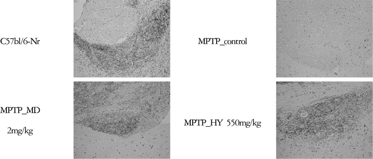 TH-IR cells in the SNpc of mice were determined by an immunostaining assay with rabbit anti-TH antibody in a subacute MPTP mouse model of Parkinson's disease.