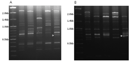 RAPD amplification profiles of five zoysia species or medium-leaf selections [CY6069 (A) and CY6097(B)] using RAPD primer N8021 (left) or N8001 (right). Zoysiagrass species compared were Zoysia japonica ‘Anyang Joonggi’ (Lane 1), Zoysia japonica (wild type; lane 2), Zoysia matrella (lane 3), Zoysia sinica (lane 4), CY6069 (lane 5 of gel A), and CY6097 (lane 5 of gel B). The arrows indicate specific DNA fragments which were cloned and sequenced. M; 100bp plus DNA marker.