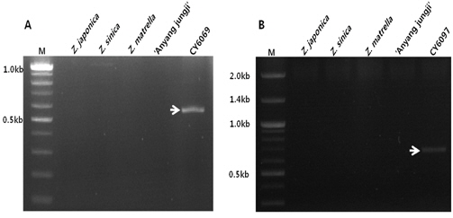 Amplication of PCR-based SCAR markers for the medium-leaf zoysiagrass ecotypes, CY6069 (A) and CY6097 (B). M; 100 bp plus DNA marker.