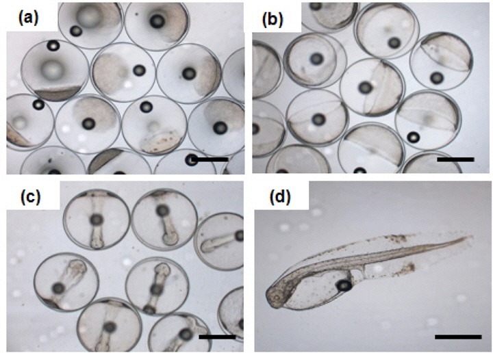 Each embryonic development stages and hatching larva of hybrid between olive flounder Paralichthys olivaceus female and starry flounder Platichthys stellatus male. a, blastula; b, gastrula; c, kuffer's vesicle; d, hatching larva. Scale bar 500 μm.