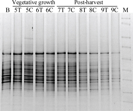 DGGE of 16S rDNA fragments from GM and non-GM trigonal cactus.