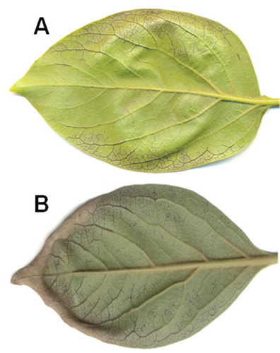 Potassium deficient symptoms of 'Fuyu' trees that had received no K for three growing seasons; photos on 2nd July (A) and 21st August (B).