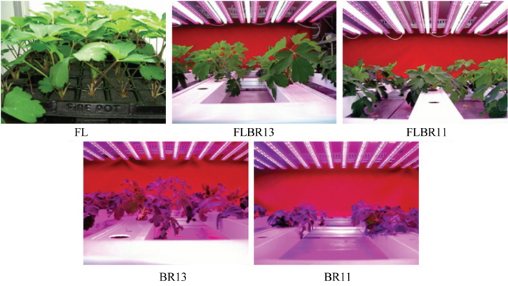 Growth of Ledebouriella seseloides under the plant factory system with different light qualities. FL, control; FLBR13, fluorescent lamp + LED (1:3 in energy ratio of blue pus red LED); FLBR11, fluorescent lamp + LED (1:1 in energy ratio of blue pus red LED); BR13, blue + red LED (1:3 in energy ratio); BR11, blue + red LED (1:1 in energy ratio).