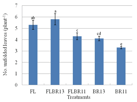 Number of unfolded leaves per plant of Ledebouriella seseloides grown under the plant factory system with different light qualities for 30 days. FL, control; FLBR13, fluorescent lamp + LED (1:3 in energy ratio of blue pus red LED); FLBR11, fluorescent lamp + LED (1:1 in energy ratio of blue pus red LED); BR13, blue + red LED (1:3 in energy ratio); BR11, blue + red LED (1:1 in energy ratio). Different letter indicates the significantly difference at the 5% level by Duncan's multiple range test. Vertical bars represent standard error (n=60).