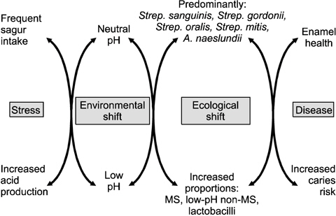 The ecological plaque hypothesis. The diagram depicts the dynamic relationship that exists between the plaque biofilm and the local environment. When the frequency of intake of fermentable sugar increases, bacterial metabolism results in the biofilm spending more time at a low pH. An acidic pH inhibits the growth of many bacteria associated with enamel health while selecting for those bacteria with an acidogenic and acid-tolerating (aciduric) phenotype. Similar events occur if the flow of saliva is reduced. Under these conditions, demineralization is promoted, which increases the probability of a caries lesion developing. The caries process could be prevented not only by inhibiting the causative bacteria directly but also by interfering with the environmental changes that drive the deleterious shifts in the composition and metabolic activity of the biofilm. MS: Mutans streptococci. Adapted from Marsh (Dent Clin North Am 54: 441- 454, 2010)25).