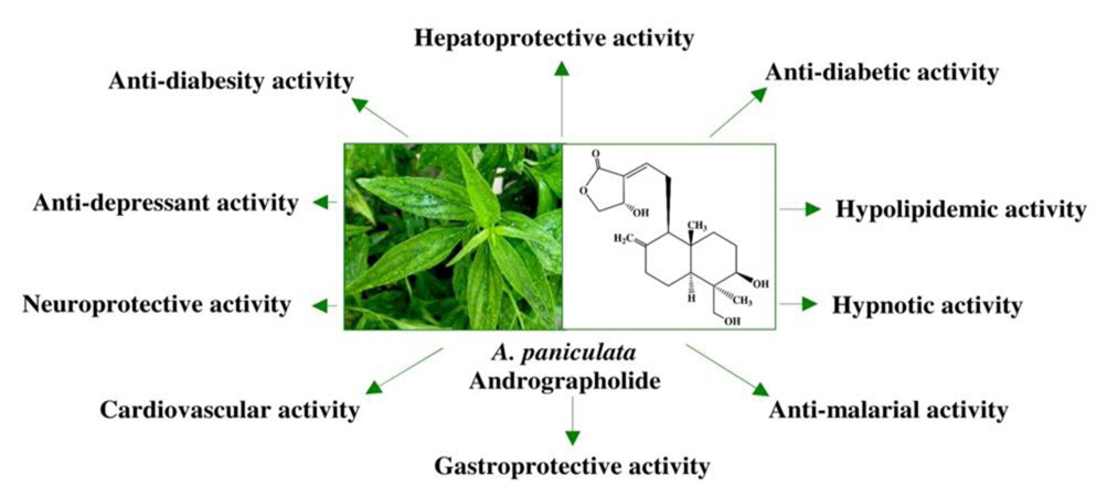 Major pharmacological activities of Andrographis paniculata and andrographolides