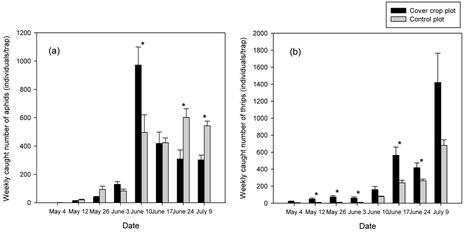 Populations (Mean±SE) of aphids (a) and thrips (b) in cover crop, Vicia tatrasperma, plot and control plot in 2009 (Asterisks indicate statistically significant differences according to T-test at 95% level).