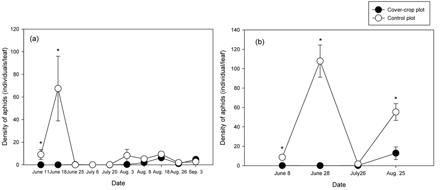Differences of aphid density (mean±SE) in cover crop, Vicia tatrasperma, plot and control plot in 2009(a) and 2010(b) (Asterisks indicate statistically significant differences according to T-test at 95% level).