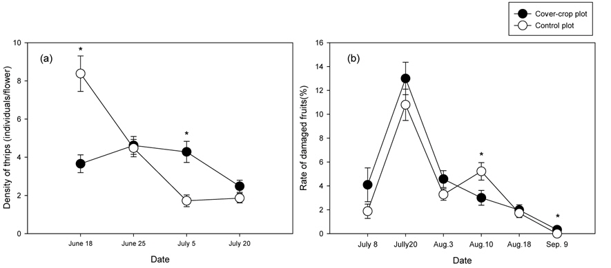 Differences in density (mean±SE) of thrips in a flower (a) and damaged pepper fruits ratio (mean±SE) by thrips (b) in cover crop, Vicia tatrasperma, plot and control plot in 2009 (Asterisks indicate statistically significant differences according to T-test at 95% level).