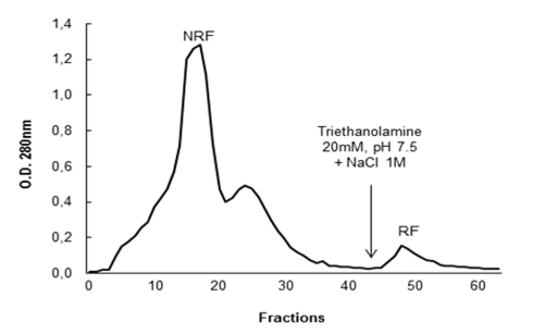 Anionic exchange chromatography profile of DEAE-Sepharose from H. rosa-sinensis proteins. NRF corresponds to non-retained fraction and RF corresponds to retained fraction, which was eluted with triethanolamine buffer pH 7.5, containing 1M NaCl (black arrow)