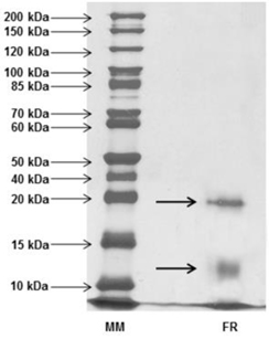 Proteic molecular mass profile analyses from DEAE-Sepharose chromatographic fractions of H. rosa-sinensis by SDS-PAGE (12%). Gel was silver stained. MM corresponds to molecular weight marker (10 kDa to 200 kDa) and RF corresponds to retained fraction.