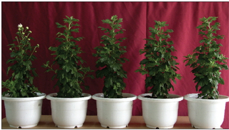 Flowering and growth characteristics affected by red light intensities for daylength extension in chrysanthemum. (From left to right no daylength extension, PAR 0.7, 1.4, 2.1, 2.8 ？ mol/m2/s treatments)