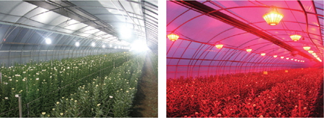 Scene of irradiation of daylength extension by using conventional compact fluorescent lamp (left) and red LED lighting device (right) in chrysanthemum at plastic house.