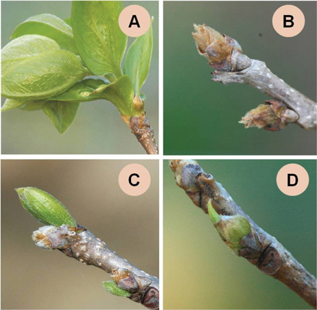 Shoot growth on April 23 after cold damage on the buds at budburst of 'Fuyu' persimmon. A, shoot growth from a control tree; B, dead and dried buds by severe damage; C, growth of accessory buds after damage of the main buds; C, deformed growth of the partially-damaged bud.