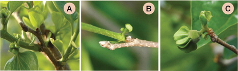 Shoot growth on May 17 after cold damage on the buds at budburst of 'Fuyu' persimmon. A, bearing and non-bearing shoot growth from lower buds after death of the two distal buds; B, growth of an accessory bud after damage of the main bud; C, early cessation of shoot growth of a partially-damaged bud.