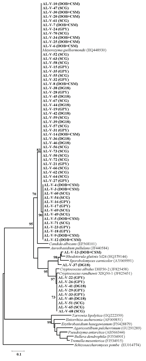 Molecular phylogenetic tree constructed by neighbor-joining method using the sequences of representative yeast isolates from Aloe vera and related yeast. Isolated media are indicated in parentheses. The numerals represent the confidence levels from 1000 replicate bootstrap samplings (frequencies of less than 75% are not indicated).