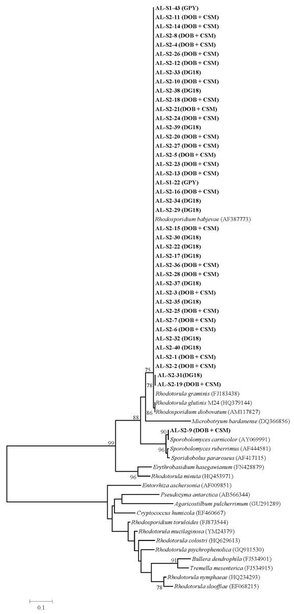 Molecular phylogenetic tree constructed by neighbor-joining method using the sequences of representative yeast isolates from Aloe saponaria and related yeast. Isolated media are indicated in parentheses. The numerals represent the confidence levels from 100 replicate bootstrap samplings (frequencies of less than 75% are not indicated).
