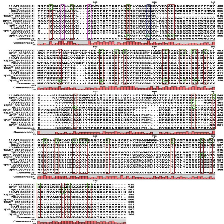 Multiple sequence alignment of 13 acid proteases shown in fig. 1B.