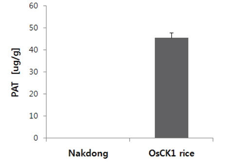 PAT protein Levels (㎍/g Dry weight) in non-GM rice (Nakdong) and OsCK1 rice. Values are the Mean±SD of triplicate measures.