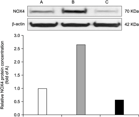 Nicotinamide adenine dinucleotide phosphate 4 (NOX4) protein expression in the medulla oblongata. (A) Naive, (B) formalin- treated rat, (C) acaiberry-treated rat. Acaiberry reduced formalin-induced NOX4 expression in the medulla oblongata.