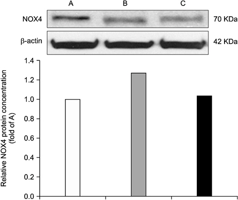 Nicotinamide adenine dinucleotide phosphate 4 (NOX4) protein expression in the adrenal gland. (A) Naive, (B) formalin- treated rat, (C) acaiberry-treated rat. Acaiberry reduced formalin- induced NOX4 expression in the adrenal gland.
