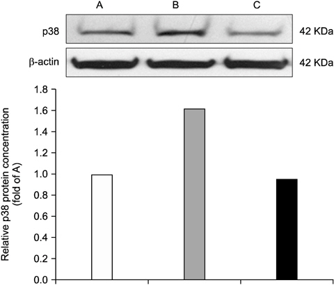 p38 mitogen-activated protein kinases (p38 MAPK) protein expression in the medulla oblongata. (A) Naive, (B) formalin- treated rat, (C) acaiberry-treated rat. Acaiberry reduced formalin- induced p38 MAPK expression in the medulla oblongata.