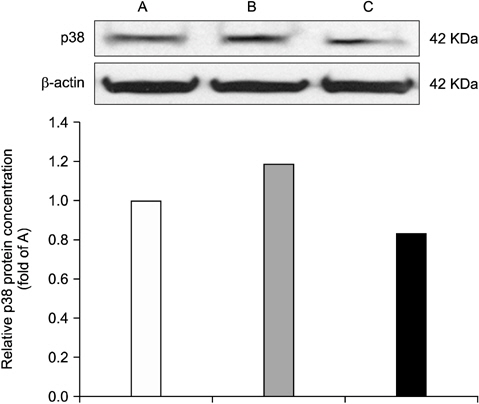 p38 mitogen-activated protein kinases (p38 MAPK) protein expression in the adrenal gland. (A) Naive, (B) formalin- treated rat, (C) acaiberry-treated rat. Acaiberry reduced formalin- induced p38 MAPK expression in the adrenal gland.