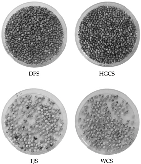 Photographs of sorghum seeds used for proteomics analysis. DPS, Daepung-susu; WCS, Whinchal-susu; TJS, Tojong-susu; HGCS, Hwanggeumchal-susu.