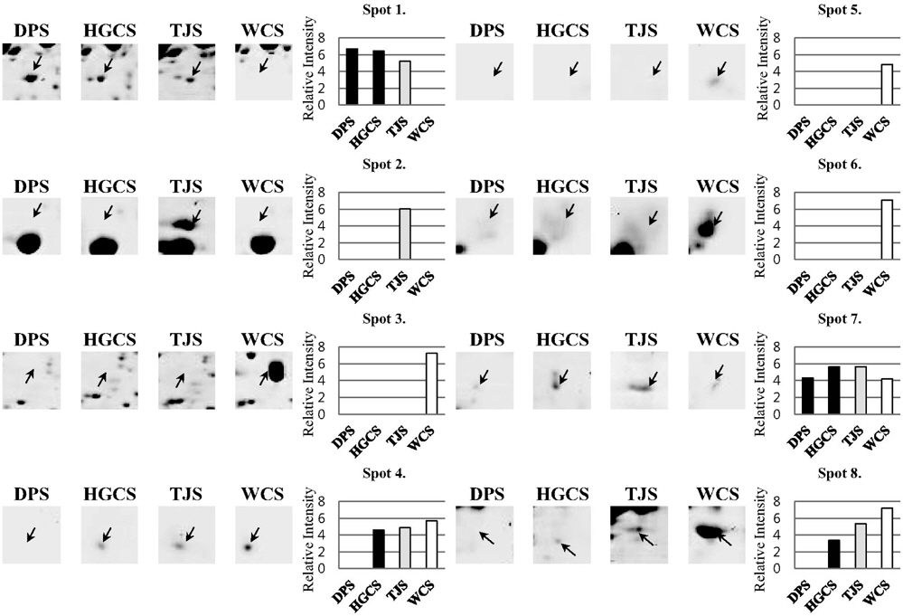 Representative protein spots in 4 Sorghums. Highly magnified views and relative spot volumes of proteins showing significant differences are shown. DPS, Daepung-susu; WCS, Whinchal-susu; TJS, Tojong-susu; HGCS, Hwanggeumchal-susu