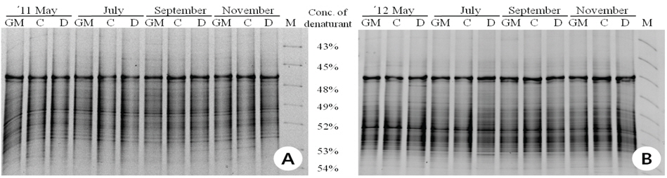DGGE of 16S rRNA fragments from GM and non-GM rice cultivation soil. Lanes: GM, protox herbicide tolerant (CPPO06); C, CPPO06(C.C, conventional herbicide treatment); D, Donjinbyeo (control), M, DGGE Marker.