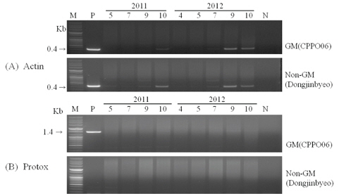 PCR fragments for Actin(A), Protox(B) from GM and non-GM rice cultivation soils. Lanes: M, 100bp DNA marker; P, positive control; 4∼10, April∼October; N, negative control.