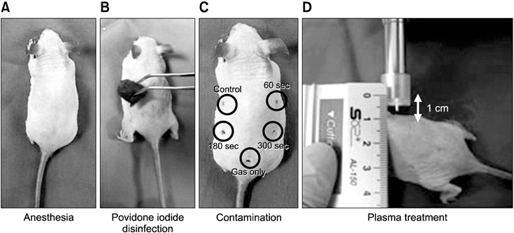 The process of sterilizing Candida albicans strain infection on mouse skin. Mouse was anesthetized and the target skin tissue was sterilized with povidone iodine and ethanol solutions: (A) anesthetized mouse, (B) disinfection with povidone iodine and ethanol solutions, (C) Candida strain infection, (D) plasma treatment.