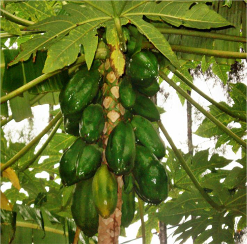 Papaya unripe and semiriped fruits
