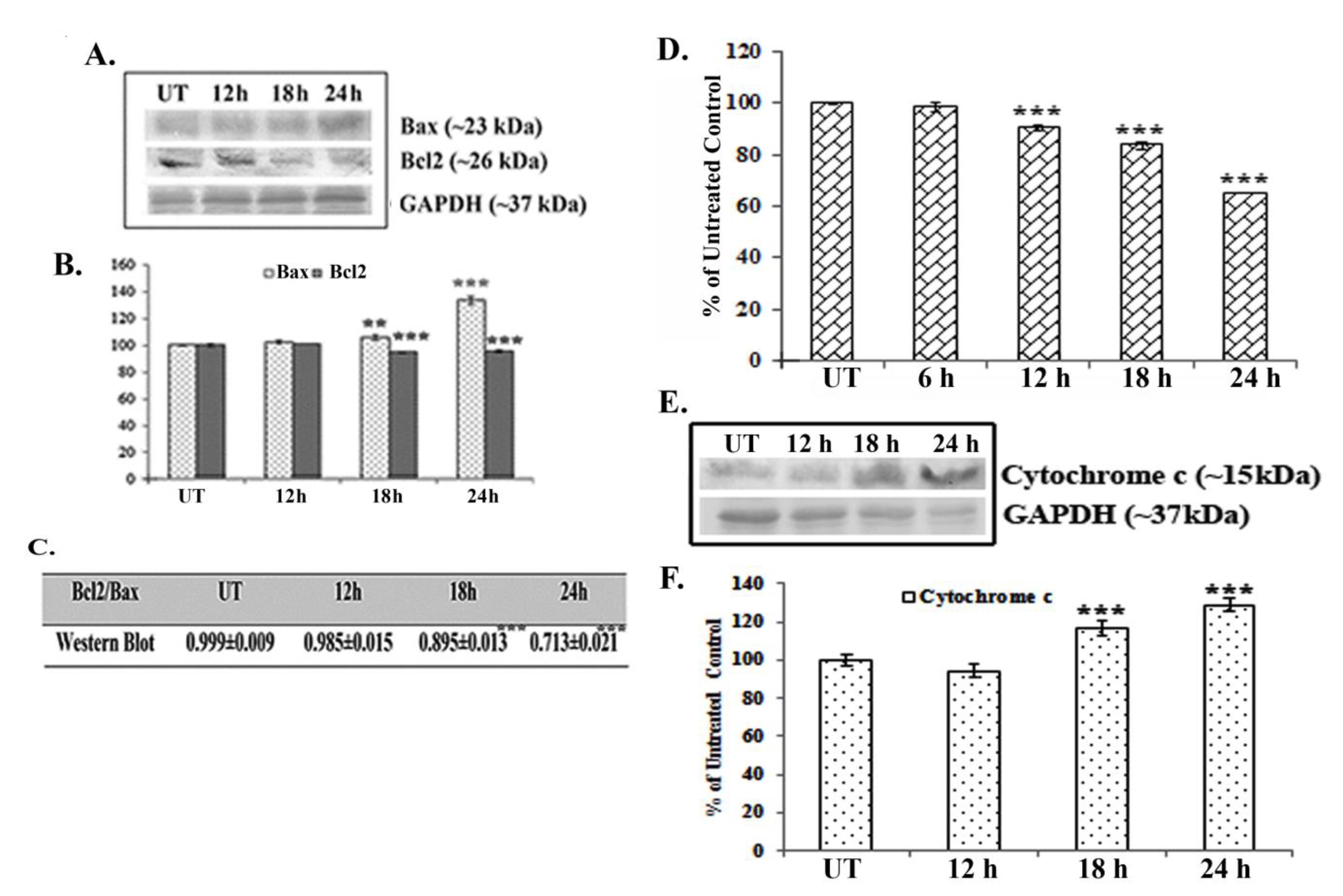 Analysis of Bax-Bcl2 expression and mitochondrial membrane potential after quercetin exposure. (A) Western blots of Bax and Bcl2 and (B) band intensities of Bax and Bcl2 were observed. Statistical significance was considered as *P < 0.01 or †P < 0.001. (C) The ratio of Bax to Bcl2 was determined. Statistical significance was considered as †P < 0.001. (D) Flu FluorimetryFluorometric analysis of the mitochondrial membrane potential after staining with rhodamine 123. Values are means ± SDs of three independent experiments with six replicates each. Statistical significance was considered as †P < 0.001. (E) Western blots of cytochrome c and GAPDH were done and (F) relative band intensities were calculated. Statistical significance was considered as †P < 0.001. Here, UT represents the untreated cells.