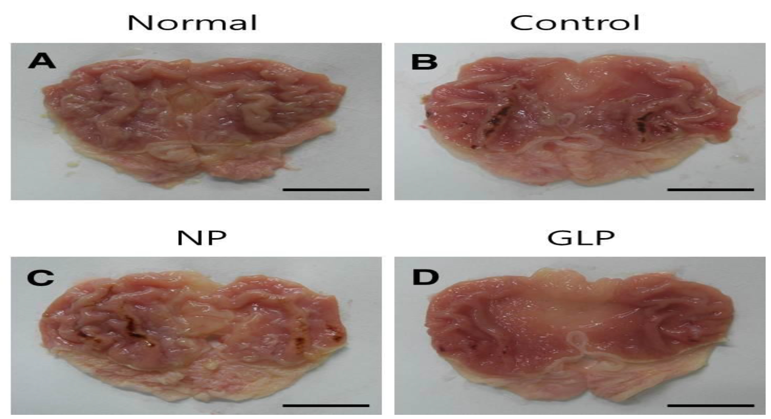 Gross appearance of EtOH-induced chronic gastric ulcer in rats.