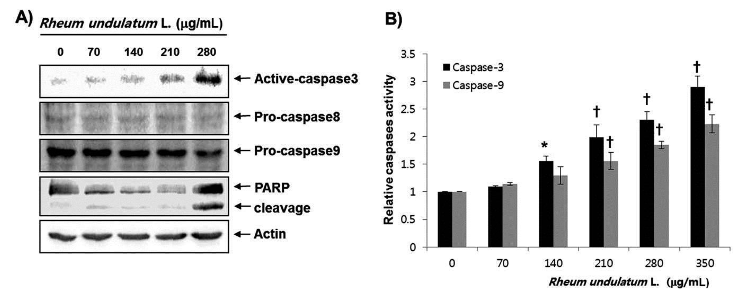 Activation of caspases and degradation of the PARP protein due to MERL treatment of AGS cells. (A) AGS cells were treated with the indicated concentrations of MERL for 24 hours. Actin was used as an internal control. (B) After a 24 hours incubation with the indicated concentrations of MERL, the cells were lysed and aliquots were assayed for the in-vitro caspase-3 and -9 activities with DEVD-pNA and LEHD-pNA as substrates, respectively. Bars represent the mean ± SD. *P < 0.05. †P < 0.01. PARP, polymerase; MERL, methanol extract of Rheum undulatum L.; AGS, adenocarcinoma gastric cell lines; DEVD, Asp-Glu-Val-Asp; p-NA, p-nitroaniline; LEHD, Leu-Glu-His-Asp; S.D., standard deviation.
