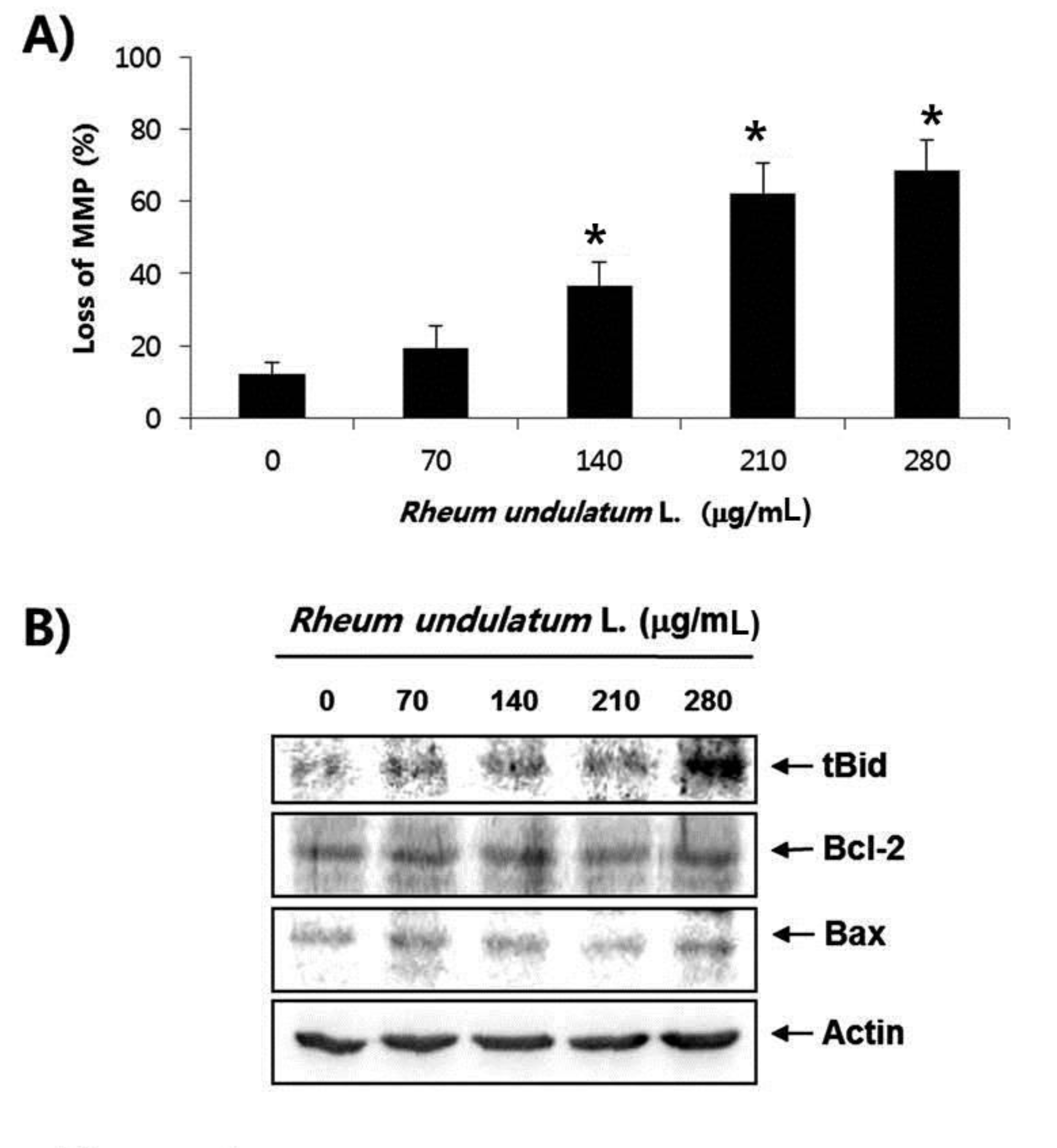 Effects of MERL on the MMP values and the levels of tBid, Bcl-2 and Bax proteins in AGS cells. (A) Cells were treated with the indicated concentration of MERL for 24 hours. Cells were collected and incubated with JC-1 (10 μM) for 20 minutes at 37˚C in the dark. The cells were the washed once with PBS and analyzed by a DNA flow cytometer. (B) The cell lysates obtained from cells grown under the same conditions as (A) were separated by SDS-polyacrylamide gels and transferred onto nitrocellulose membranes. The membranes were probed with the indicated antibodies. Actin was used as an internal control. Bars represent the mean ± S.D. *P < 0.01. MERL, methanol extract of Rheum undulatum L.; MMP, mitochondrial membrane potential; tBid, truncated Bid; Bcl-2, B-cell lymphoma 2; Bax, Bcl2 Antagonist X; AGS, adenocarcinoma gastric cell lines; JC-1, 5,5′, 6,6′-tetrachloro-1,1′,3,3′-tetraethyl-imidacarbocyanine iodide; PBS, phosphate buffered saline; SDS, sodium dodecyl sulfate; S.D., standard deviation.