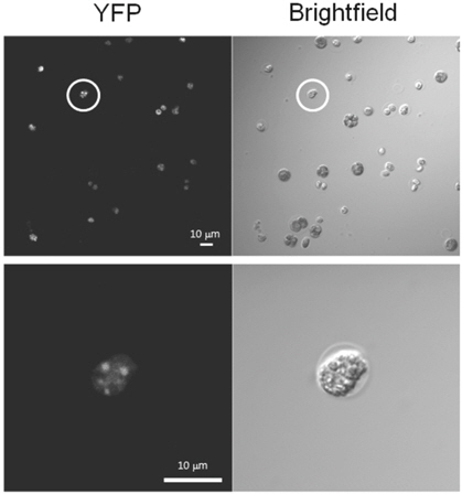 Confirmation of YFP gene expression from transformed microalgae (cc-125) by confocal microscope images.