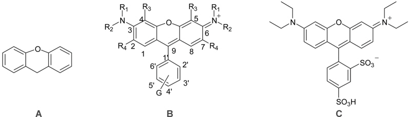 Molecular structures of xanthene (A) and rhodamine dyes (B) and sulforhodamine B (C).