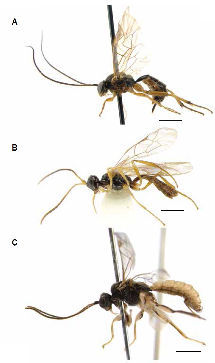 Habitus. A, Astiphromma granigerum (Thomson, 1886); B, Microleptes rectangulus (Thomson, 1888); C, Piogaster ussuriensis Kasparyan & Khalaim, 2007. Scale bars: A-C 2 mm.