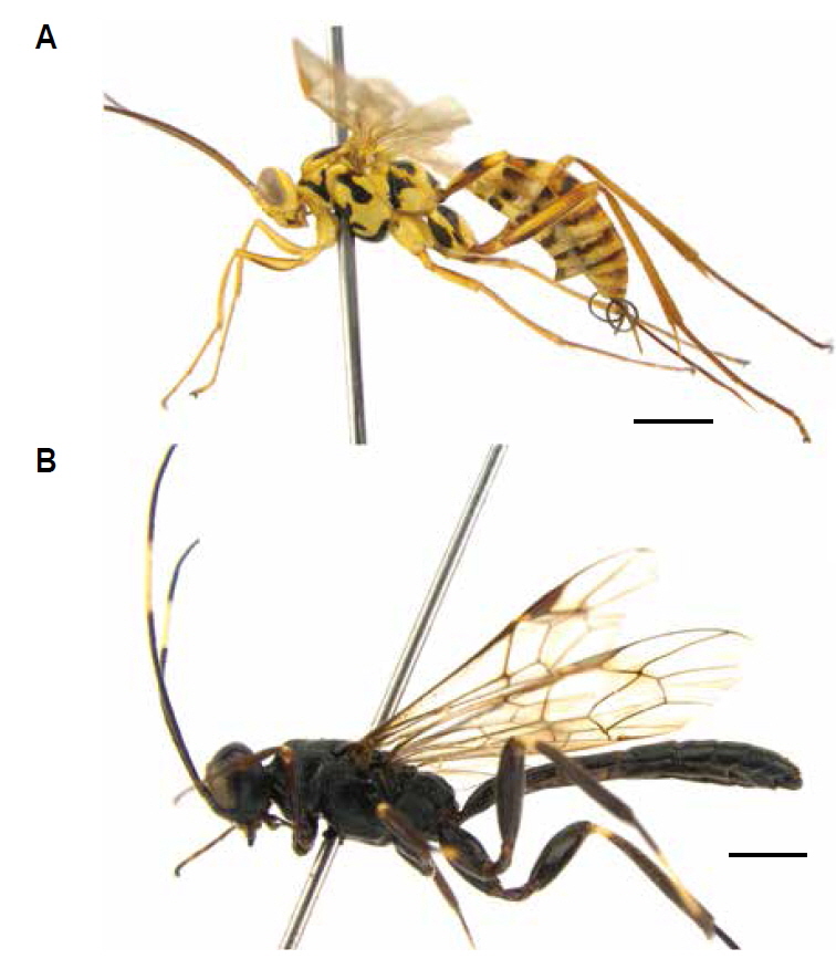 Habitus. A, Phytodietus (Neuchorus) longicauda (Uchida, 1931); B, Xorides sepulchralis (Holmgren, 1860). Scale bars: A, B 2 mm.