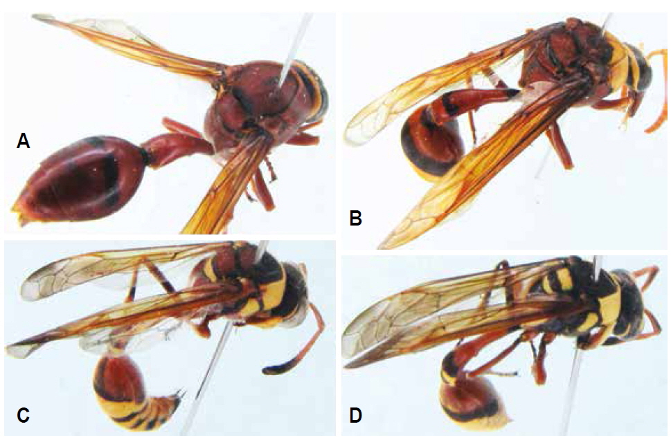 Habituts of Delta species. A, D. conoideum, female; B, D. pyriforme pyriforme, female; C, D. esuriens esuriens, male; D, D. campaniforme campaniforme, male.