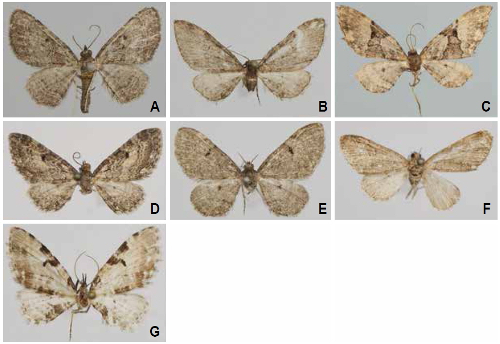 Adults of Eupithecia in Korea. A, E. rufescens; B, E. costiconvexa; C, E. daemionata; D, E. persuastrix; E, E. actaeata; F, E. suboxydata; G, E. costimacularia.