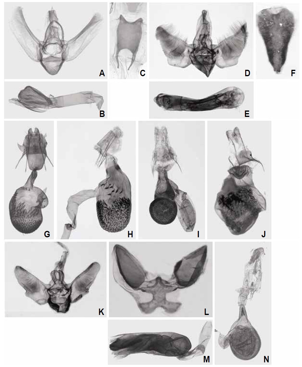 Male and female genitalia of Eupithecia in Korea. A, D, K, Male genital capsule; C, F, L, Male 8th sternite; B, E, M, Aedeagus; G-J, N, Female genitalia. A-C, G, E. rufescens; D-F, E. costiconvexa; H, E. daemionata; I, E. persuastrix; J, E. actaeata; K-M, E. suboxydata; N, E. costimacularia.