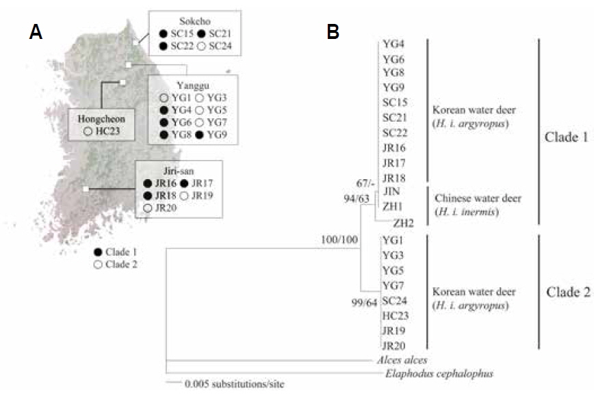 A, Collection localities for the Korean water deer. Further information on the samples is provided in Table 1; B, Intraspecific phylogeny of Korean and Chinese water deer inferred from the neighbor-joining (NJ) and Bayesian inference (BI) analyses, based on mitochondrial cytochrome oxidase I (COI) gene sequences (680 bp). Only the NJ tree is shown in the figure, and the numbers at each node indicate the bootstrap values for the NJ tree (left) and posterior probabilities (shown as percentages) for the BI tree (right). Alces alces and Elaphodus cephalophus were used as outgroup species. The Korean water deer formed two separate clades, regardless of the collection localities.