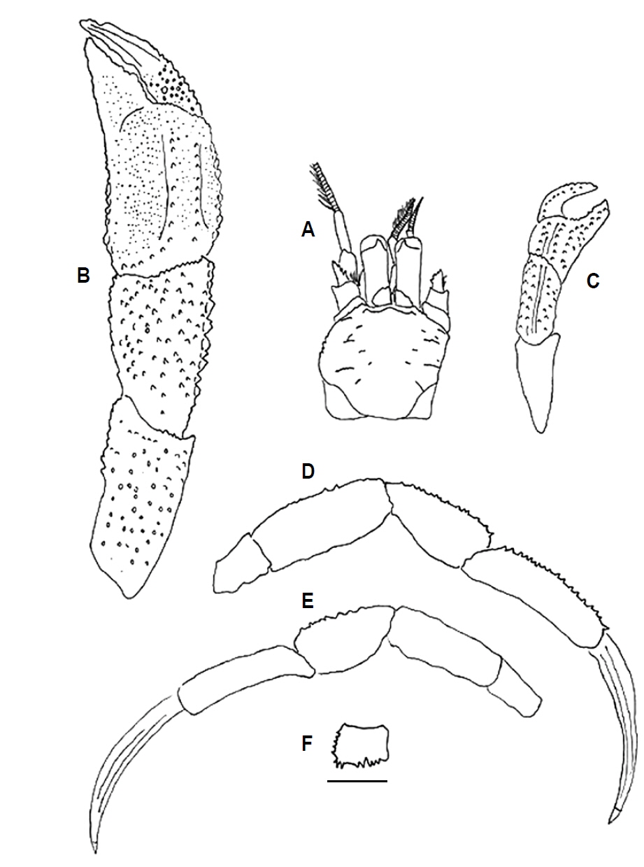 Diogenes deflectomanus Wang and Tung, 1980, male, setae omitted. A, Shield and cephalic appendages; B, Left cheliped, dorsal view; C, Right cheliped, dorsal view; D, Right second pereopod, lateral view; E, Left third pereopod, lateral view; F, Telson, dorsal view. Scale bar: A-F 0.2 mm.