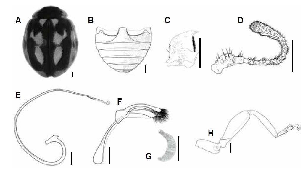 Myzia oblongoguttata. A, Habitus; B, Abdomen (male); C, Mandible; D, Antenna; E, Sipho; F, Tegmen; G, Spermatheca; H, Hind leg. Scale bars: A-H 0.5 mm.