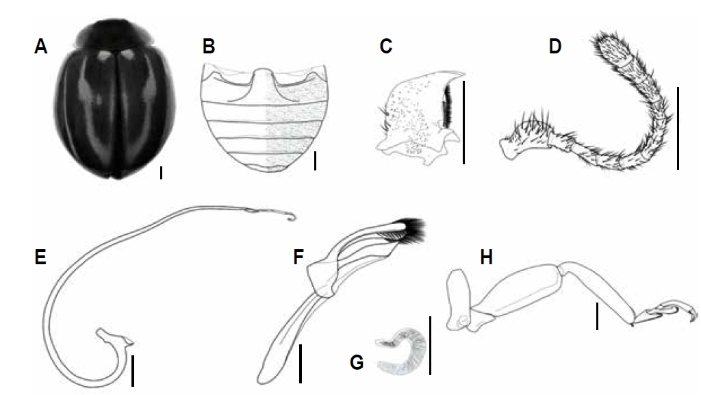 Myzia gebleri. A, Habitus; B, Abdomen (female); C, Mandible; D, Antenna; E, Sipho; F, Tegmen; G, Spermatheca; H, Hind leg. Scale bars: A-H 0.5 mm.